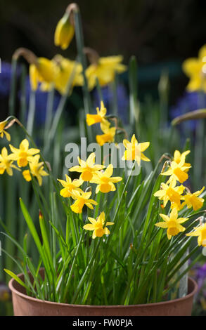 Narzisse Tete 'a' Tete Narzisse Blumen in einem Topf im Sonnenlicht Stockfoto