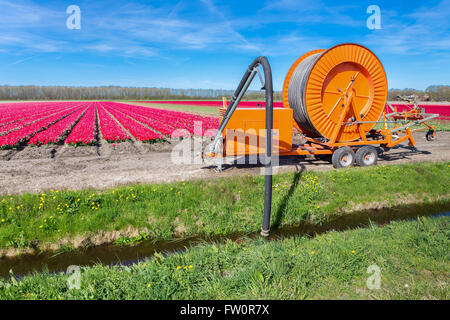 Pumpen von Wasser aus Graben, Tulpen Blumen Spritzen Landmaschinen Stockfoto