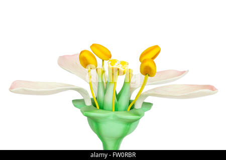 Modell der Blume mit Staubgefäße und Stempel isoliert auf weißem Hintergrund Stockfoto