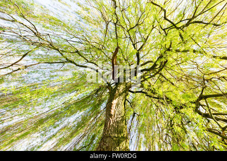 Weidenbaum mit grünen Blättern im Frühling sprießen Stockfoto