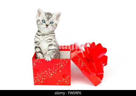 Junge Silber Tabby Katze stehend im roten Feld mit Sternen isoliert auf weißem Hintergrund Stockfoto