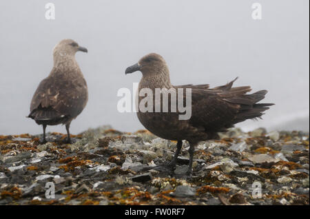 Zwei South Polar Raubmöwen (Catharacta Maccormicki) stehen im Regen und Nebel.  Half Moon Island, Süd-Shetland-Inseln Stockfoto