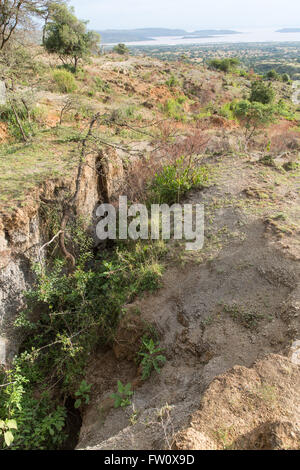 Alutu Ridge, Lake Langano, Äthiopien, Gully Oktober 2013 Erosion durch Abholzung. Stockfoto