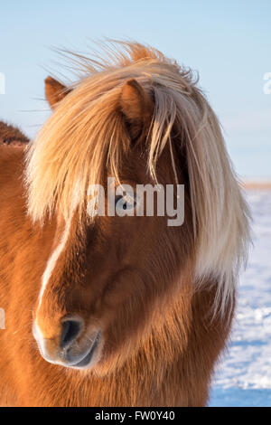 Islandpferd im Winter, in der Nähe von Hofn Süden Islands Stockfoto