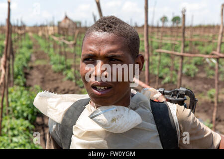 Meki Flussdelta, Ziway, Äthiopien, Oktober 2013 Gima Dunamo, 18, arbeiten auf diesem bewässerten Tomate Plantage Spritzen Insektizid mit paar Gesundheitsvorsorge. Stockfoto