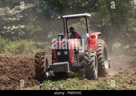 Meki Flussdelta, Ziway, Äthiopien, Oktober 2013: mit Hilfe eines Traktors um das Land zu pflügen. Stockfoto