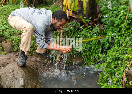 Muhe Dorf, Gurage, Äthiopien, Oktober 2013 Admasu trinken aus einer Trinkwasser-Quelle aus einem hohlen Blattstiel gebaut. Stockfoto