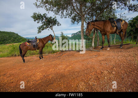 Pferde, ruht auf einem Hügel im Tal von Vinales, Kuba Stockfoto