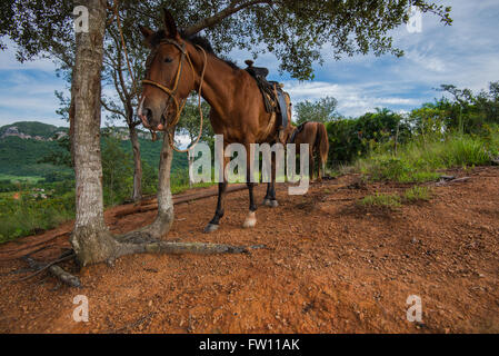 Pferde, ruht auf einem Hügel im Tal von Vinales, Kuba Stockfoto