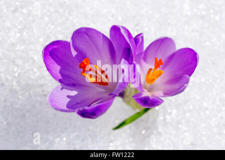 Zwei lila Krokus wächst im Schnee Stockfoto
