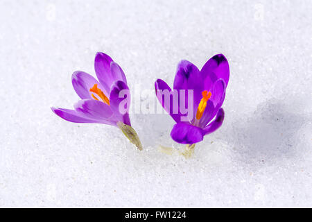 Zwei lila Krokus wächst im Schnee Stockfoto