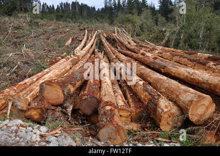 Frisch geschnittene Protokolle von Pinus Radiata warten auf die Landung an einem Standort Fräsen an der Westküste, Neuseeland Stockfoto