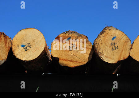 Haufen von Pinus Radiata Protokolle warten ihrerseits für das Fräsen in einem kleinen Sägewerk Stockfoto