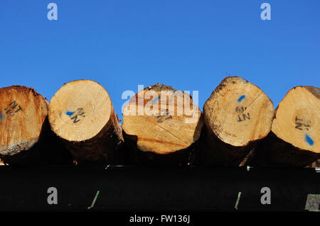 Haufen von Pinus Radiata Protokolle warten ihrerseits für das Fräsen in einem kleinen Sägewerk Stockfoto