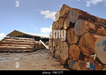 Haufen von Pinus Radiata Protokolle warten ihrerseits für das Fräsen in einem kleinen Sägewerk Stockfoto