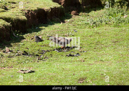 Furamariam Dorf, Debele, Amhara in Äthiopien, Oktober 2013: ein Adler Essen einen Vogel hat es erwischt. Stockfoto