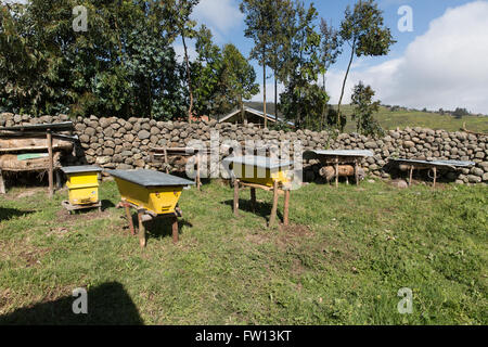 Furamariam Dorf, Debele, Amhara in Äthiopien, Oktober 2013: Kidane Wolde pflegt Honig in traditionelle und moderne Bienenstöcke. Modernere liefern zweimal die Ausbeute. Stockfoto