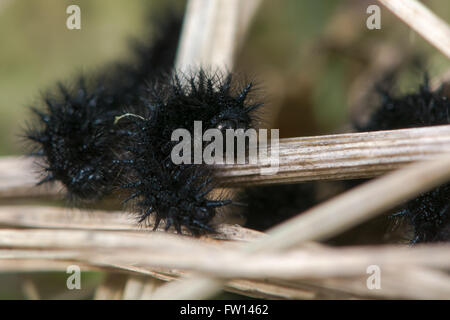 Marsh Fritillary (Etikett Aurinia) frühen Instar Raupe. Spiney schwarze Larve der seltenen Schmetterling Fütterung im Frühjahr Stockfoto