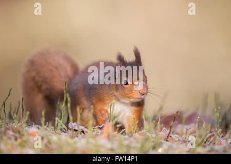 Eichhörnchen (Sciurus vulgaris), die Anzeichen von Lepra Essen auf den Boden Schottland Stockfoto