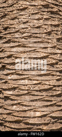 Nahaufnahme der Stamm einer großen Palme Stockfoto