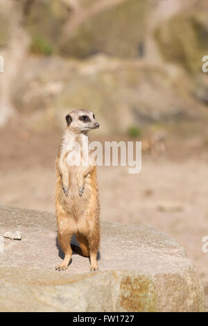 Ein Erdmännchen (Suricata Suricatta) steht auf den Hinterbeinen. Das Tier ist auch bekannt als die Suricate. Stockfoto