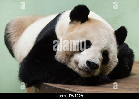 Ein weiblicher Riesenpanda (Ailuropoda melanoleuca). Stockfoto