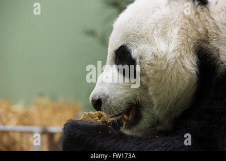 Ein weiblicher Riesenpanda (Ailuropoda melanoleuca), der Nahrung isst. Stockfoto
