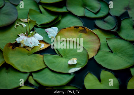 Washington Park Rose Garden Portland Oregon Stockfoto Bild