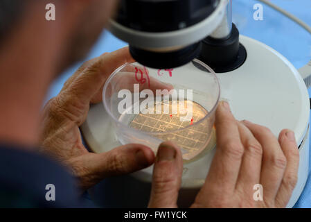 Ein Techniker sucht live Kalb Embryonen in eine Leihmutter Kuh als Teil einer künstlichen Zuchtprogramm, Wes Stockfoto