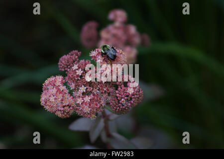 Eine Biene zu klettern und sammeln Pollen auf eine rosa Blume Stockfoto