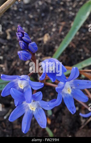 Die Blüten der Scilla Pflanze zu blühen beginnt. Diese Art bekannt als Chionodoxa Sardensis oder türkischen Ruhm des Schnees. Stockfoto