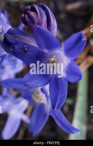 Nahaufnahme einer Blume aus einer Pflanze Scilla. Diese Art bekannt als Chionodoxa Sardensis oder türkischen Ruhm des Schnees. Stockfoto