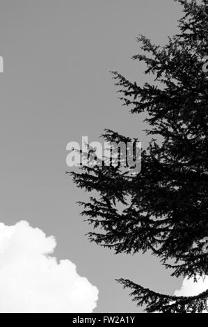 Nadelwald Baum und geschwollene White Cloud gegen klaren Himmel in schwarz / weiß Stockfoto