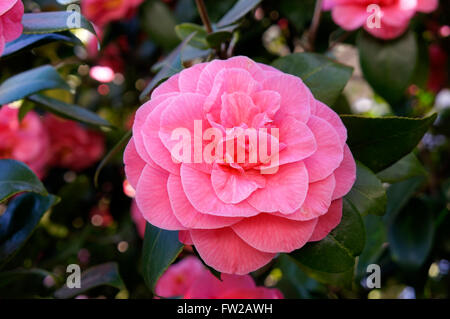 Nahaufnahme einer rosa Camellia Japonica oder japanische Kamelie Blume im Frühling Stockfoto