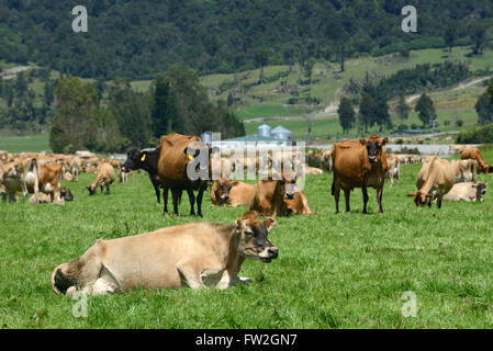 Erholen Sie sich eine Herde von Jersey Kühe melken auf einer Milchfarm Westküste, Neuseeland Stockfoto