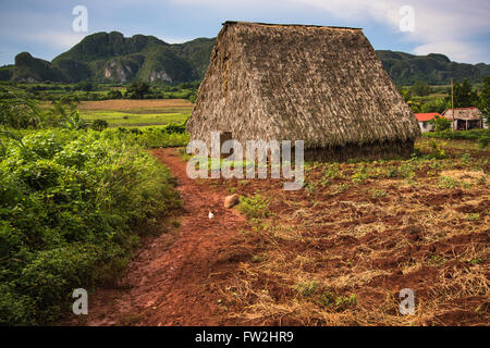 Tabak-Plantage und Bauernhof n Vinales Tal, Kuba. Stockfoto