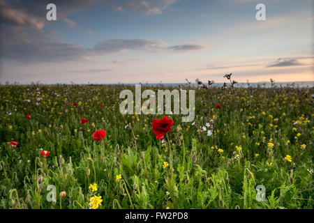 Idyllische Landschaft mit wilden Blumen Sommerwiese in West Pentire, Cornwall in der Dämmerung Stockfoto