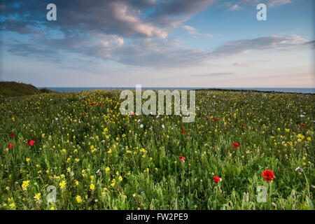 Idyllische Landschaft mit wilden Blumen Sommerwiese in West Pentire, Cornwall in der Dämmerung Stockfoto