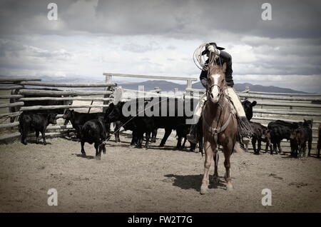 American Cowboy auf Pferd ziehen Kalb branding Feuer. Schwarze Vieh hinter ihm und seinen sauerampfer Pferd Stockfoto