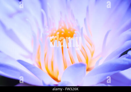 Makro Seerose (Lotus) blauer Blütenfarbe Hintergrund unscharf Stockfoto