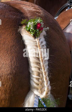 Eingerichtet und geflochtene Pferd Schweif, Leonhardi Prozession in Benediktbeuern Abbey, Upper Bavaria, Bavaria, Germany Stockfoto