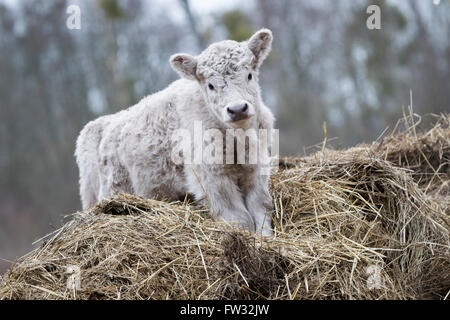 Galloway Rinder (Bos Primigenius Taurus) mit leichter Pigmentierung, Kalb auf einem Heuhaufen, Freilandhaltung Stockfoto