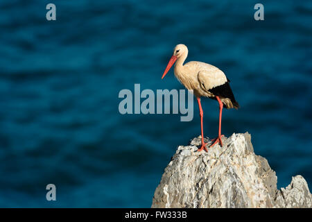 Erwachsenen Weißstorch (Ciconia Ciconia) thront auf einem Felsen gegen blaue Meer, Alentejo, Portugal Stockfoto