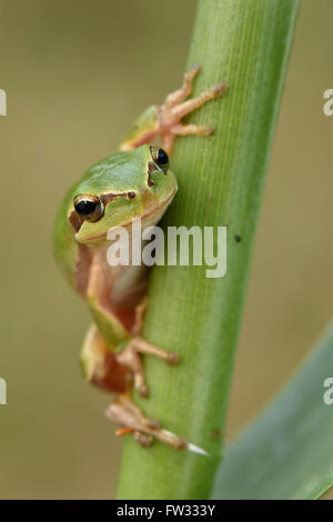 Ausgewachsenen Mittelmeer-Laubfrosch (Hyla Meridionalis) auf Reed, Alentejo, Portugal Stockfoto