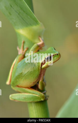 Ausgewachsenen Mittelmeer-Laubfrosch (Hyla Meridionalis) auf Reed, Alentejo, Portugal Stockfoto