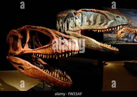 Schädel und Rekonstruktion eines Dinosauriers fleischfressende Carcharodontosaurid (Carcharodontosaurus Saharicus), Naturkunde Stockfoto