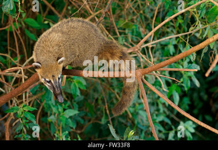 Südamerikanische Nasenbär (Nasua Nasua) Klettern in einem Baum, Iguazú Nationalpark, Brasilien Stockfoto