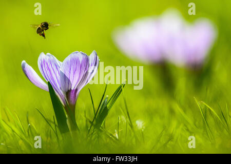 Krokus (Crocus SP.) mit einer sich nähernden Biene (Apis) im Flug, Bayern, Deutschland Stockfoto