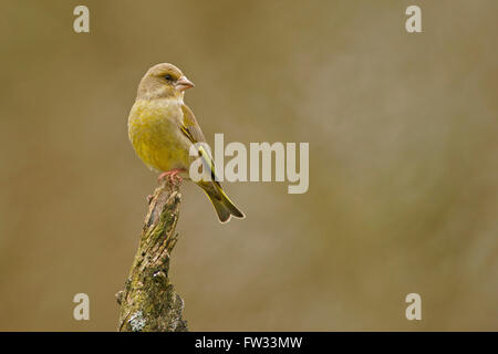 Grünfink (Zuchtjahr Chloris) auf Ast, Hessen, Deutschland Stockfoto