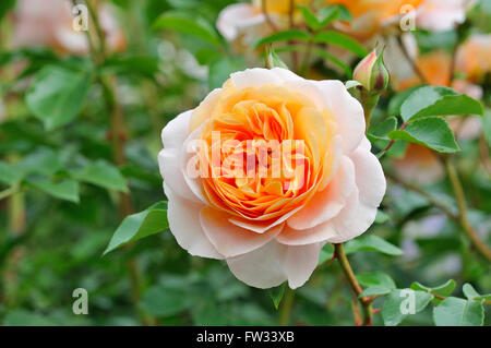 Edelrosen, Sangerhäuser Jubiläum Rose, Rose Cervia, Kordes 2003 Apricot farbenen Blume North Rhine-Westphalia, Germany Stockfoto